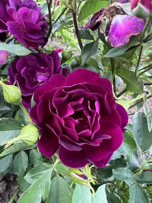 Роза Рапсодия ин блю ~ Rosa Rhapsody in Blue, флорибунда — Садовые  неприхотливые многолетники, декоративные деревья и кустарники, купить.