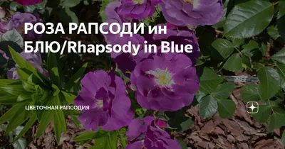 Rhapsody in Blue - с чем сочетать? - Энциклопедия роз