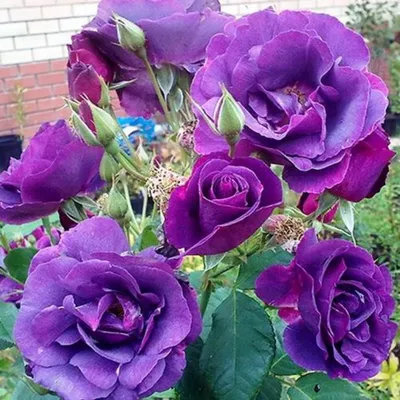 Роза 'Рапсодия ин Блу' (Rosa 'Rhapsody in Blue')