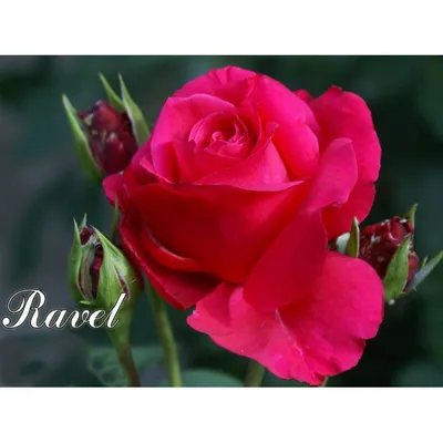 Роза чайно-гибридная Равель (Ravel) купить саженцы почтой из питомника  «АГРОФОНД»