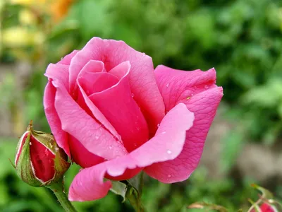 Роза Равель (Ravel) - Питомник роз