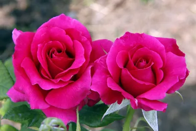 21 Розовая роза Равель заказать с доставкой.