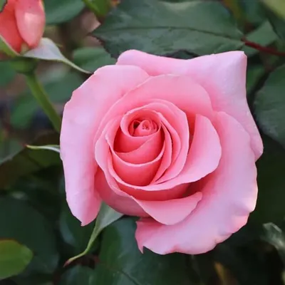 Сорт розы равель (77 фото) »