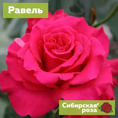 15 Розовая роза Равель заказать с доставкой, цена в Балее 8282 руб.