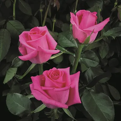 Саженец розы Равель, Весна 2023, 1 шт. (2865092) - Купить по цене от 426.00  руб. | Интернет магазин SIMA-LAND.RU