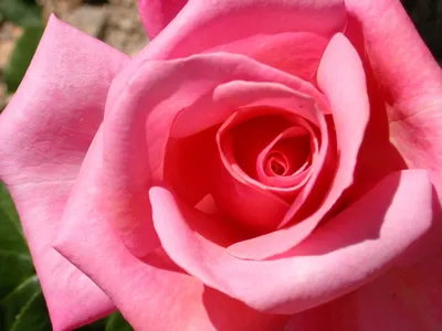 Роза равель чайно гибридная роза (76 фото) »