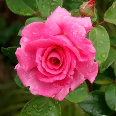 Розы Ленс - купить розы Lens - фото и описание сортов - Страница 2