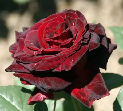Сочно! Три розы с яркими цветками | Семена Алтая. Дачные советы от Виктории  Карелиной | Дзен