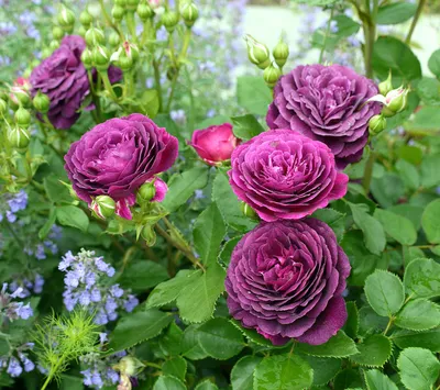 Супер набор роз №2 — Зеленый Сад - Уральский плодопитомник