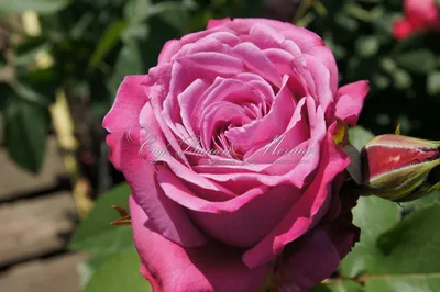 Купить саженцы Роза Бидермейер Гарден (Biedermeier Garden) в питомнике. Для  сорта Роза Бидермейер Гарден (Biedermeier Garden) есть описание, фото, цены  и отзывы садоводов.