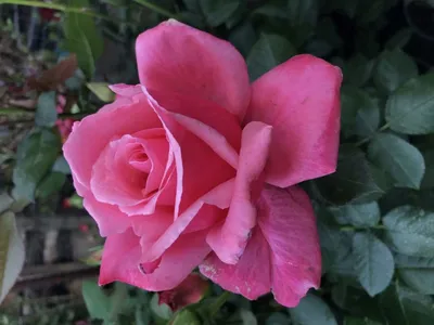 Саженцы розовых роз купить недорого в интернет-магазине Garden-Zoo