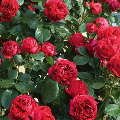 Саженцы Роза Парковая Ред эден роуз (red eden rose) купить в Москве и  Подмосковье | «Царь Сад»
