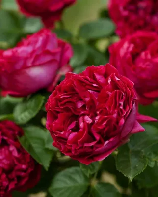Купить саженцы Роза Парковая Ред Эден Роуз с доставкой! | Florali-Flor