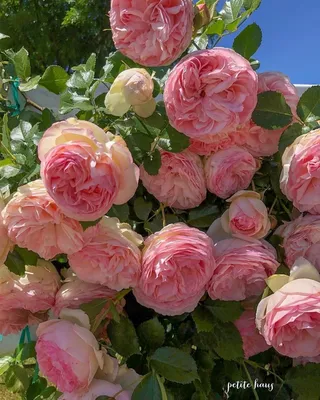 Роза парковая Ред Эден Роуз (Red Eden Rose) купить 〛по выгодной цене в  Киеве и Украине | Фото | Отзывы