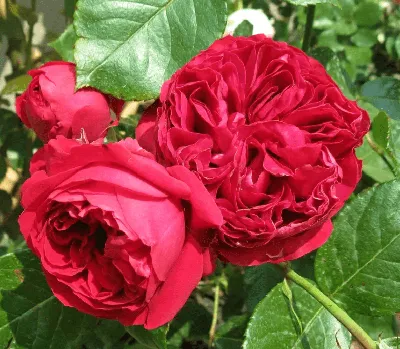 Саженцы роз Ред Эден Роуз (Red Eden Rose). Саженцы лучшего качества!  Оптовые цены от Питомника!