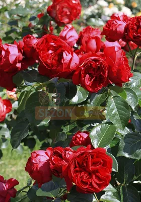 Роза парковая Ред Эден Роуз – купить в питомнике по цене 465 ₽