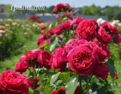 Роза плетистая Ред Иден Роуз | Садстрой