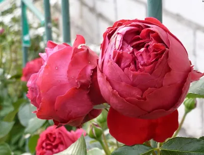 Роза плетистая Ред Эен Роуз - купить в Украине — интернет-магазин СолнцеСад