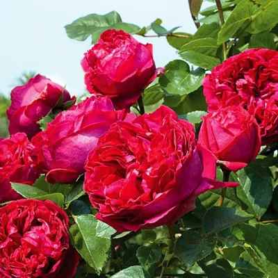 Роза \"Red Eden Rose\" купить в питомнике растений с доставкой по  Санкт-Петербургу и Ленинградкой области, саженцы, выращивание, посадка и  уход