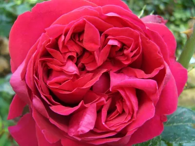 Роза плетистая Эден Роуз (Eden Rose) купить в Киеве, цена — Greensad