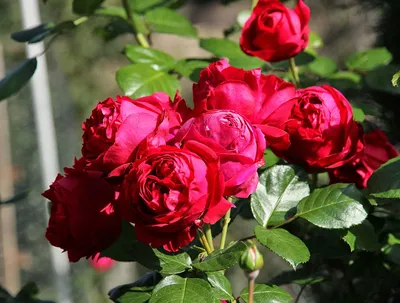 Роза Red Eden Rose (Ред Эден Роуз)🌹 - купить саженцы в Украине |  FLORIUM.UA✓