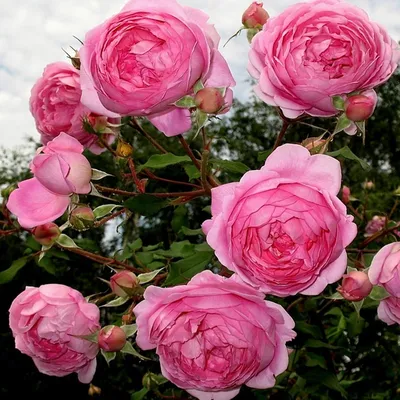 Роза английская \"Ред эден роуз\" | Приватний розплідник плодово - ягідних та  декоративних культур \"Київсад\"