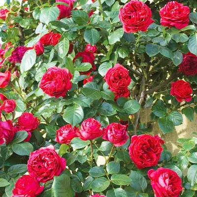 Роза Ред Эден Роуз (Однолетний, ЗКС) - купить Розы шрабы в Киеве и Украине,  выгодная цена Роза Ред Эден Роуз в интернет-магазине Agrostore ТМ (Агростор)