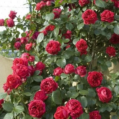 Саженцы роз плетистая Red Eden Rose (Ред Иден Роуз) купить в Украине -  цена, фото, отзывы | Agrolife