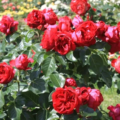 Роза Ред Эден Роуз (Однолетний, ЗКС) - купить Розы шрабы в Киеве и Украине,  выгодная цена Роза Ред Эден Роуз в интернет-магазине Agrostore ТМ (Агростор)