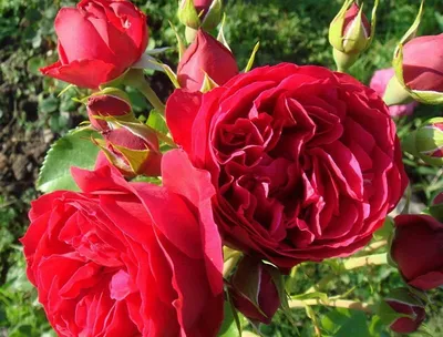 Rosa 'Eden Rose', Роза плетистая 'Эден Розе'|landshaft.info