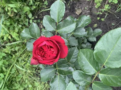 Роза Ред Эден Розе: фото, описание и отзывы
