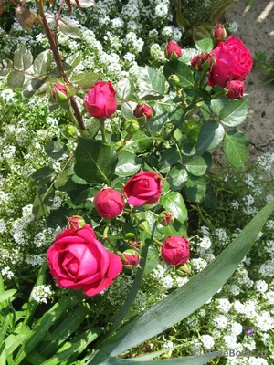 Роза Red Eden Rose (Ред Эден Роуз)🌹 - купить саженцы в Украине |  FLORIUM.UA✓
