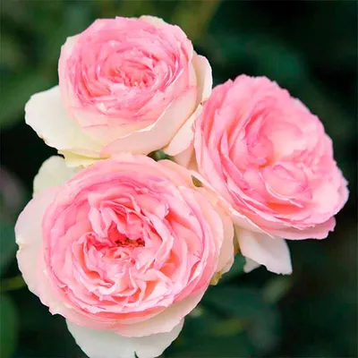 Роза «Эден Роуз» (с15, 35-40см) – Gardenays