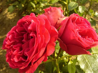 Саженцы розы английской Эден Роуз купить в Москве по цене от 1 800 до 3060  руб. - питомник растений Элитный Сад