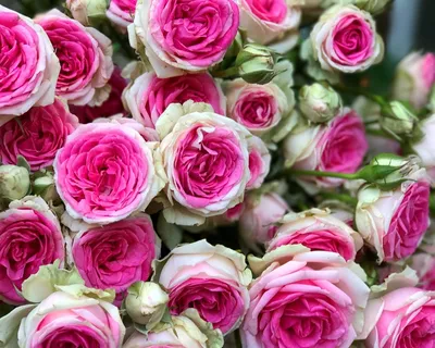 Роза Эден Роуз штамбовая (Eden Rose) - саженцы штамбовых роз в Минске с  доставкой по Беларуси | цена