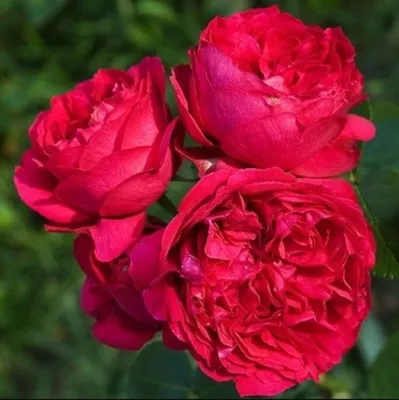 Саженцы розы Ред Эден Роуз купить | Агро Бреза Украина Киев