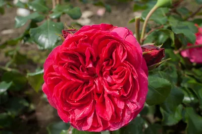 Роза 'Эден Роуз' (плетистая) (бело - розовая) купить по цене 3.680,00 руб.  руб. в Москве в садовом центре Южный