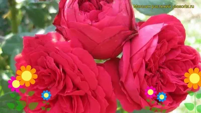 Роза плетистая Ред Эден Роуз 1 шт - купить в интернет-магазине  «Агросемфонд» с доставкой Почтой России