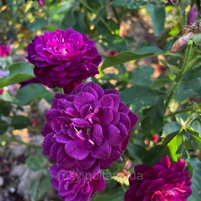 Роза Эден Роуз штамбовая (Eden Rose) - саженцы штамбовых роз купить в  Алмате с доставкой по Казахстану | цена