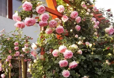 Саженцы розы английской Эден Роуз купить в Москве по цене от 1 800 до 3060  руб. - питомник растений Элитный Сад