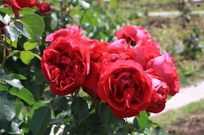 Роза плетистая Эден Роуз 85, купить саженцы Розы плетистой Эден Роуз 85 в  Москве в питомнике недорого!