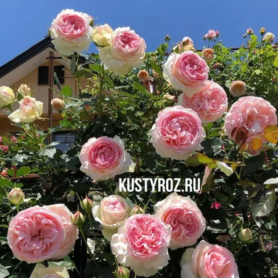 Английская роза – Зе Веджвуд Роуз – ( The Wedgwood Rose )