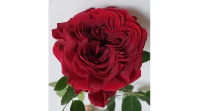 Rotkappchen/Red Eden Rose - Энциклопедия роз