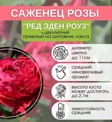 Роза парковая Ред Эден Роуз (Red Eden Rose) купить в Украине с доставкой |  Цена в Svitroslyn.ua