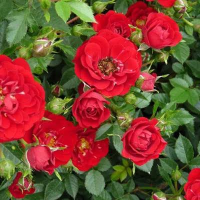 Почвопокровная #роза Red Fairy (Ред Фейри) Красный спот от знаменитой  розочки Зе Фейри. Очень неприхотлива и зимостойка, как и ее розовая  сестричка. Сорт... | By dlya-vas.ru | Facebook