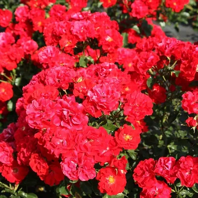 Роза почвопокровная Ред Фэйри (rose fairy rubrum) 🌿 обзор: как сажать,  саженцы розы Ред Фэйри - YouTube