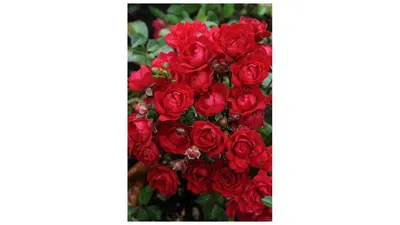 Роза Ред Фейри (Scarlet Meillandecor) Почвопокровная: саженцы роз, более  400 сортов роз, розы в контейнере, питомник саженцев роз, розы от  производителя. доставка по всей Украине. качественные саженцы, рассада и  саженцы цветов от \"