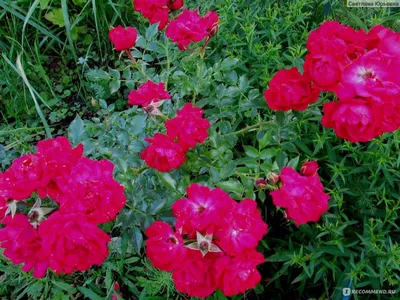 Роза почвопокровная Ред Фейри - купить саженцы из питомника, цена в Уфе
