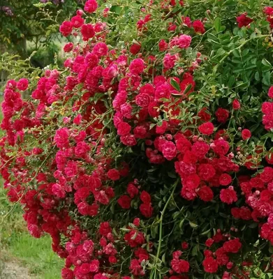 Роза почвопокровная Ред Фэйри купить по цене цена по запросу от питомника  саженцев и растений Центросад | Фото и консультация по уходу