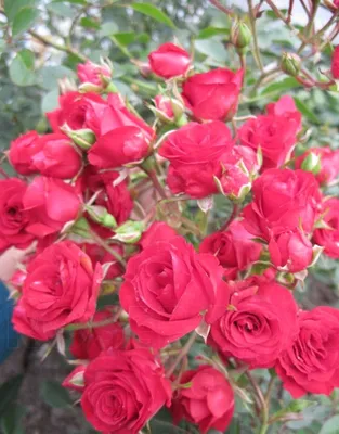 Роза почвопокровная \"Ред Фэйри\" / Rosa miniature \"Red Fairy\"